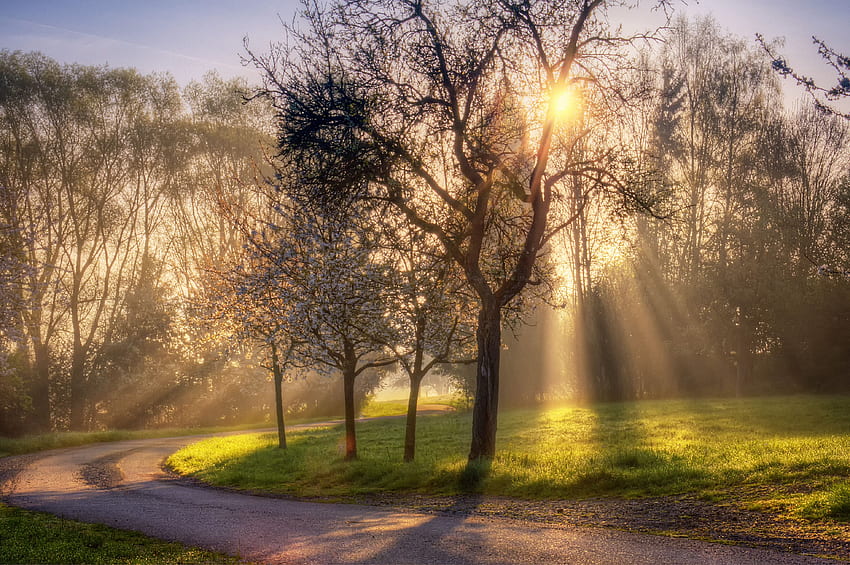 Blühender Frühlingswald morgens und HD-Hintergrundbild