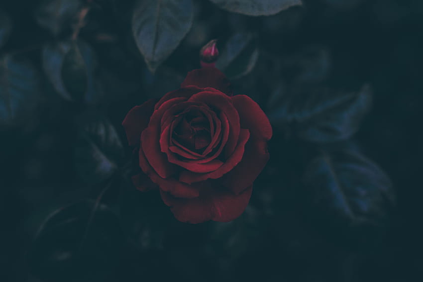 Feuilles, Sombre, Fleur Rose, Rose, Bud Fond d'écran HD