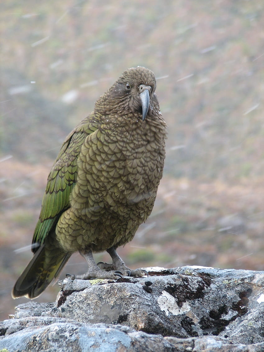 Kea and . Collection of the Kea, Kakapo HD phone wallpaper