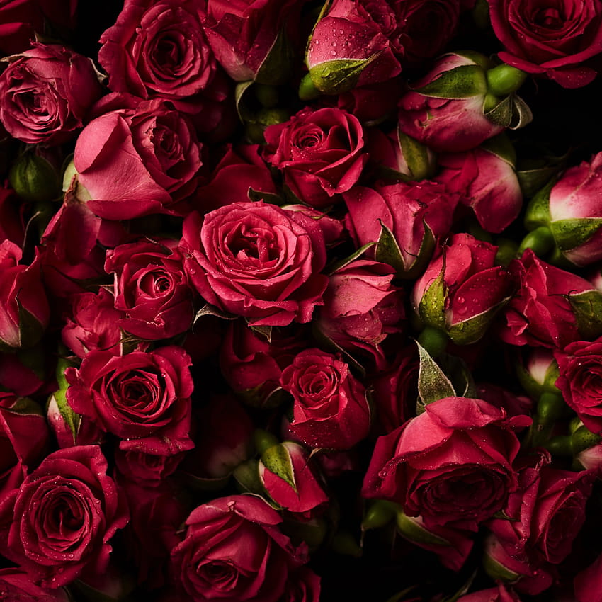 Pink roses, buds, flowers, ipad air HD phone wallpaper | Pxfuel