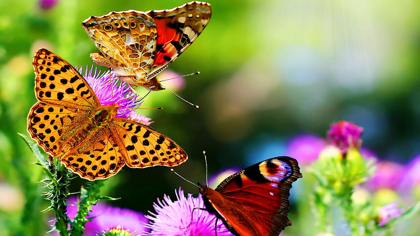 Ultra Nature - Top Ultra Nature Background - Most Beautiful butterfly, Beautiful butterflies, Butterfly, Flower 見てみる 高画質の壁紙