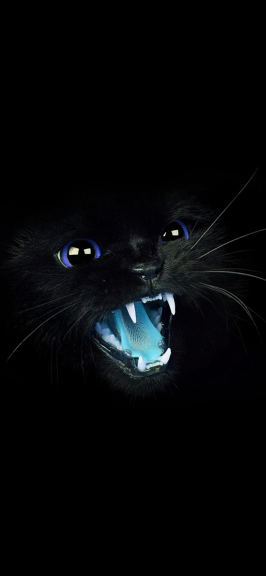 iPhoneXpapers - black cat blue eye roar animal cute, Eyes in Dark iPhone HD phone wallpaper