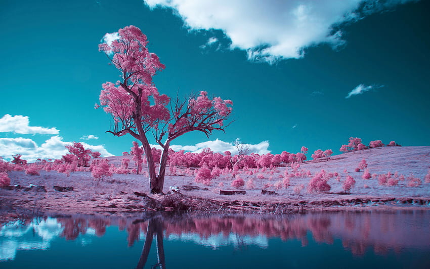 A gumtree next to a pond, shot in Infared - Canberra, Australia, colors, clouds, sky, water, reflections HD wallpaper