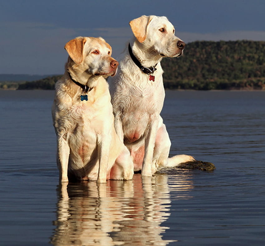 Goldenes Paar, Golden, Labrador Retriever, Hunde, Jäger, Wasser HD-Hintergrundbild