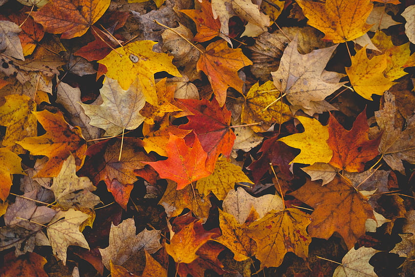 Autumn, Leaves, Macro, Brown, Fallen Leaves HD wallpaper