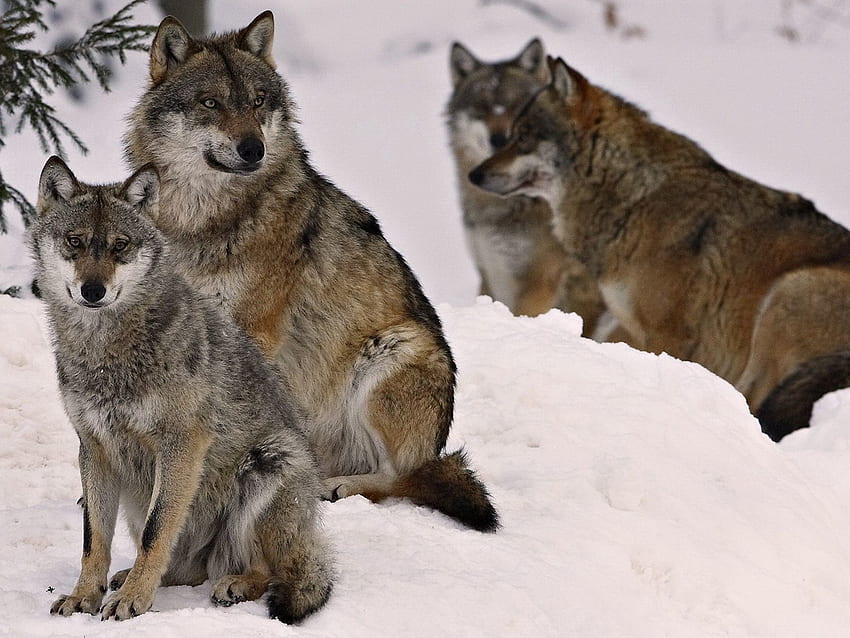 動物, オオカミ, 冬, 雪, 家族, 群れ 高画質の壁紙