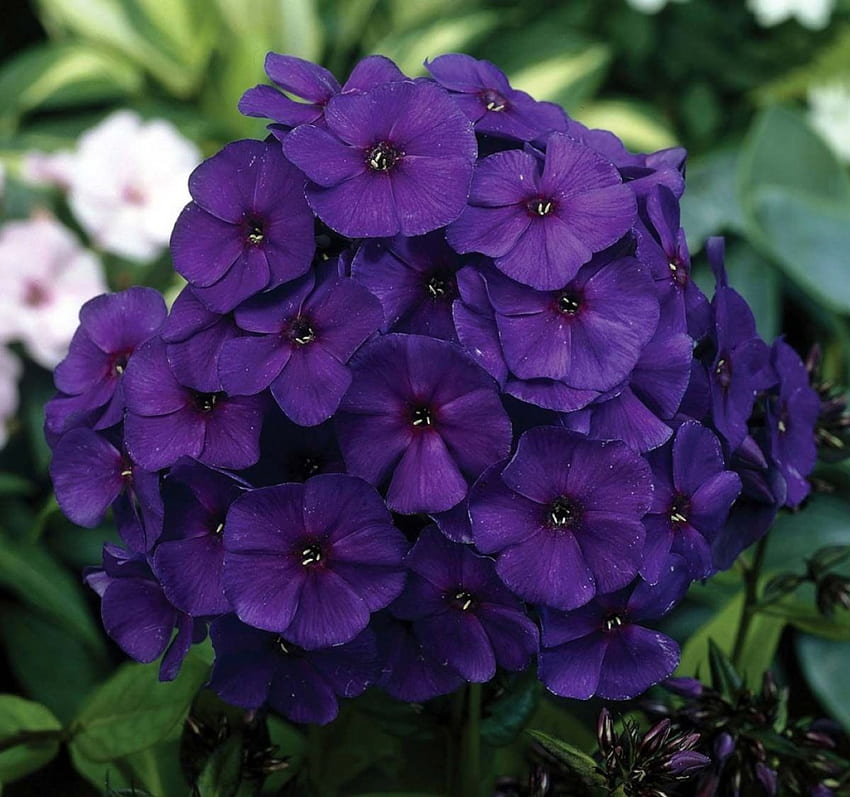 Beautiful Purple Flowers, purple, garden, nature, flowers HD wallpaper