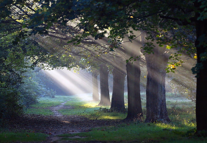 早朝の小道、日差し、森、木、小道 高画質の壁紙