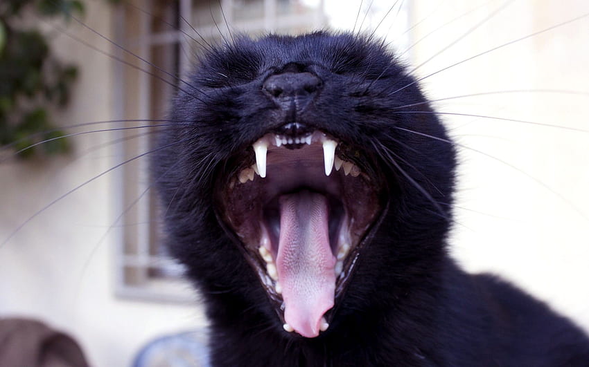 Gato negro 14, hermosos gatos negros fondo de pantalla