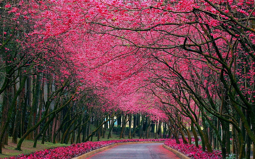 Dizüstü Bilgisayar İçin En Güzel Çiçekler - Pretty, Pink Nature HD duvar kağıdı