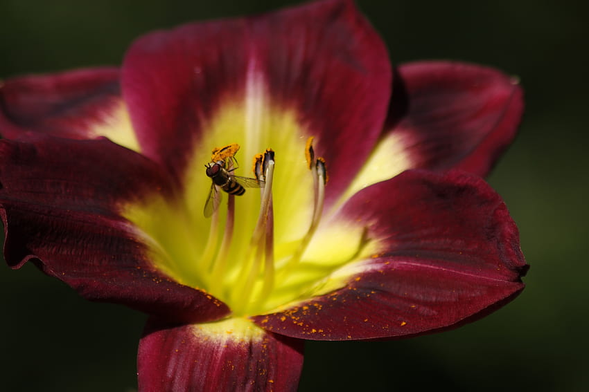 Makro, Blütenblätter, Biene, Tulpe, Bestäubung HD-Hintergrundbild