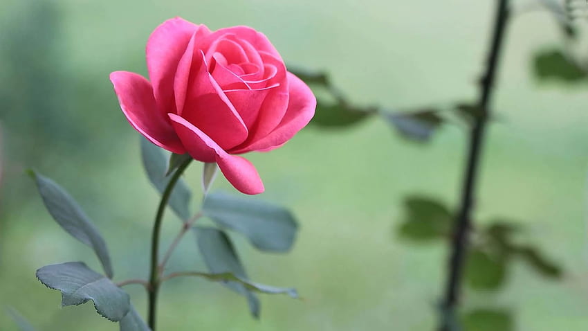 Pink flowers: Tận hưởng sự tươi mới và sự yêu đời với những bức ảnh hoa hồng đầy mê hoặc. Những bông hoa tinh khôi, dịu dàng và nữ tính sẽ giúp bạn thư giãn và tràn đầy năng lượng. Từ các loại hoa cúc, hướng dương đến hoa hồng xinh đẹp, hãy xem những bức ảnh để cảm nhận sự đẹp một cách tuyệt vời!