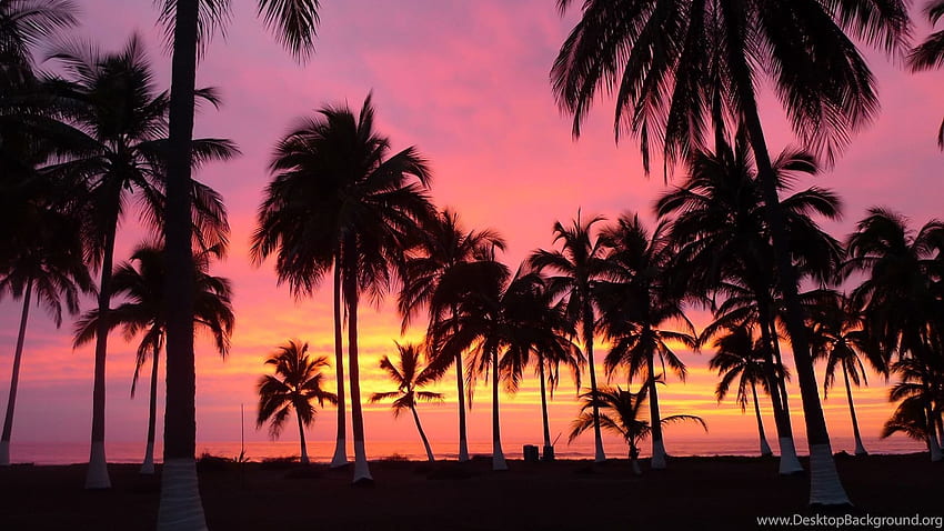 Beach Sunset Palm Tree Tumblr Background HD wallpaper