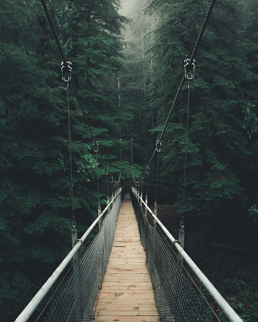 Nature, Forest, Fog, Bridge, Rope Bridge, Cable Bridge, Suspension Bridge HD phone wallpaper