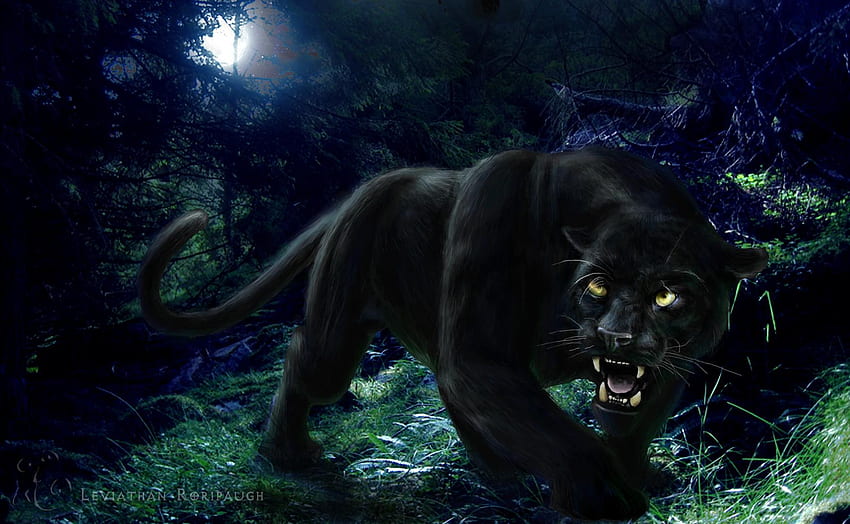 Schwarze Panther-blaue Augen, schwarze Panther-Katze HD-Hintergrundbild