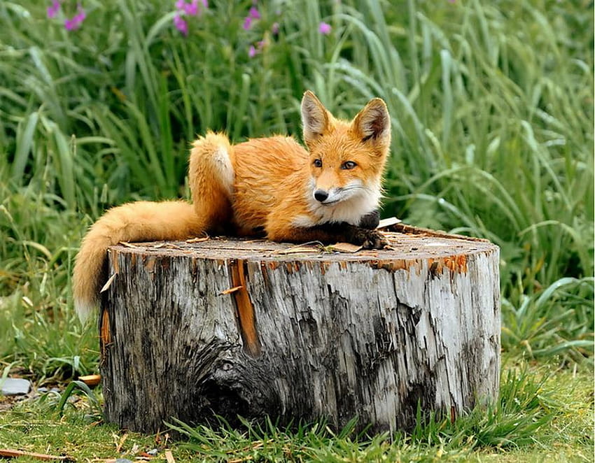 little red fox, nature, fox, little, red HD wallpaper