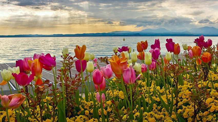 Kwiaty nad jeziorem, kwiaty, niebo, jezioro, chmury, pomost papel de parede HD