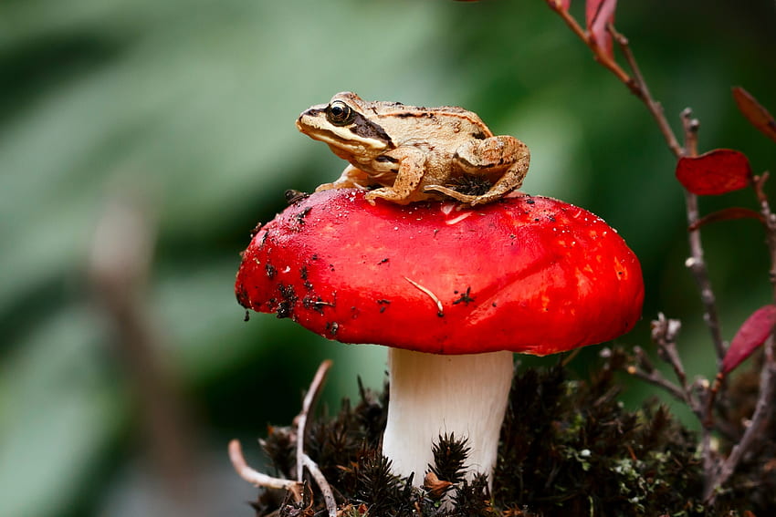 Macro, Sit, Mushroom, Frog, Toadstool HD wallpaper