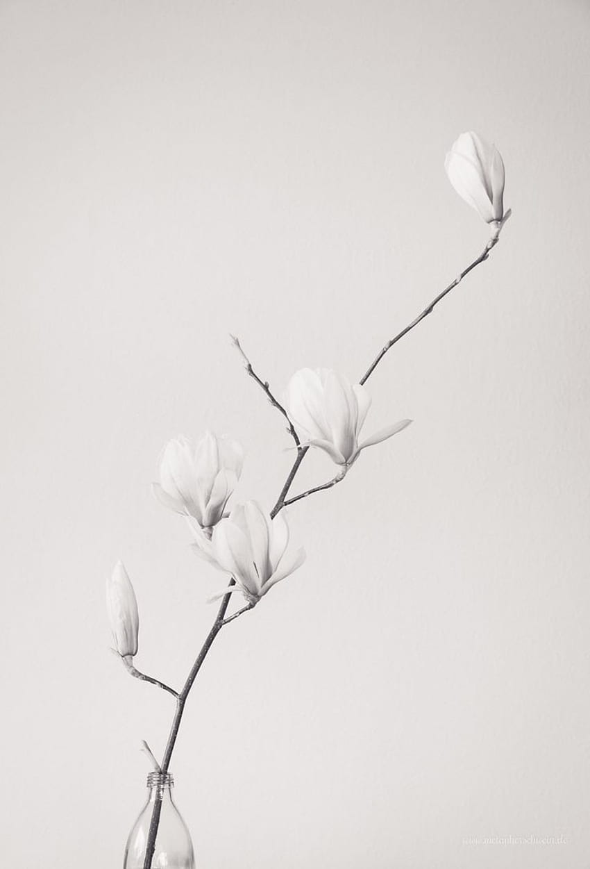 黒と白の花の。 フラワーエステ、iPad、シンプルフラワー、シンプルホワイトフローラル HD電話の壁紙