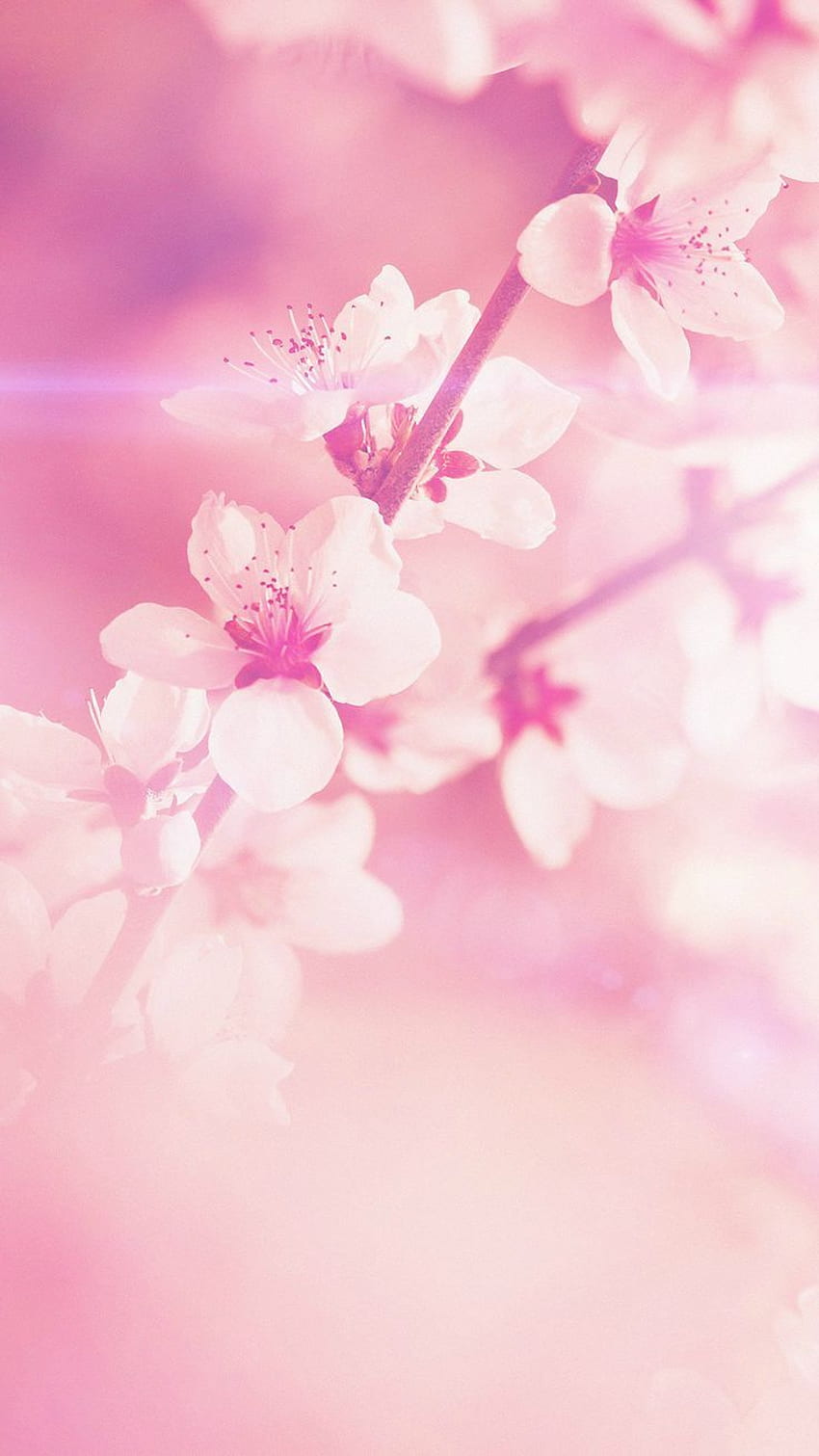 best Sazum . Background, Drink, Japanese Boho Floral HD phone wallpaper