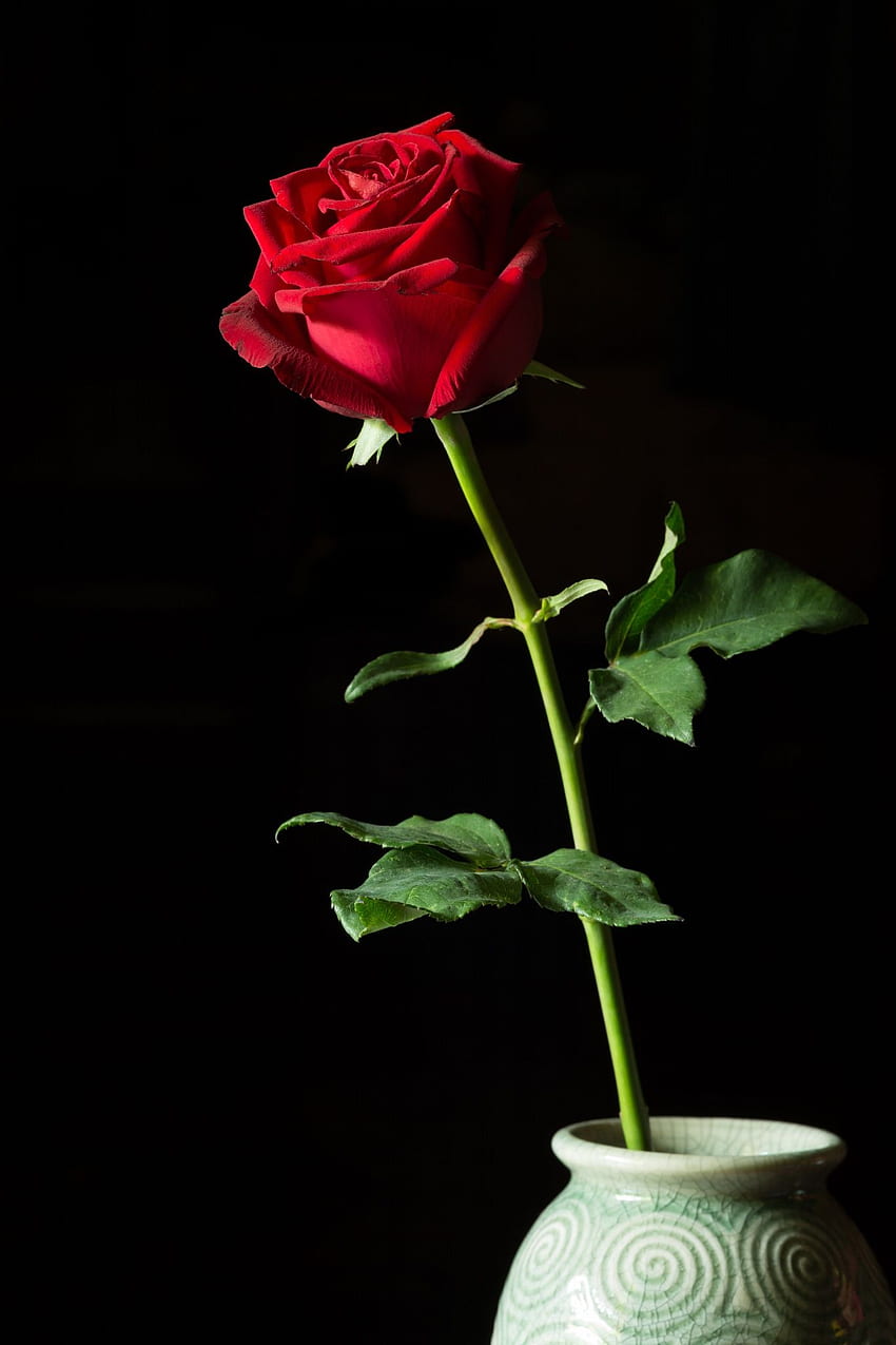 블랙에 고립 된 꽃병에 단일 빨간 장미입니다. 빨간 장미, 단일 빨간 장미, 꽃 검은 배경 HD 전화 배경 화면