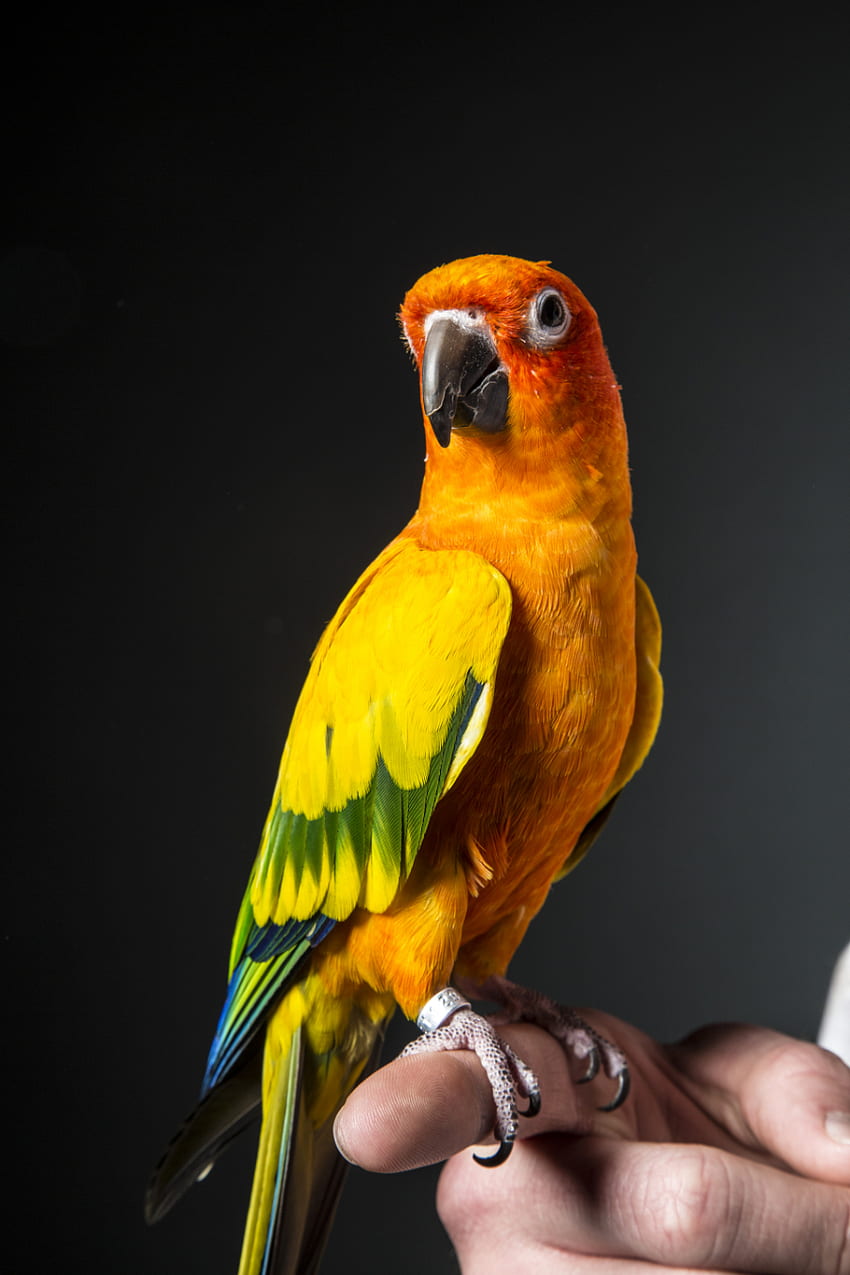 and his bird Maverick. Sun conure, Conure parrots, Parrot HD phone wallpaper
