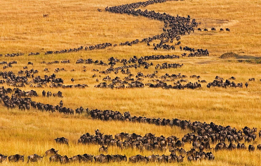 Africa, Kenya, antelope, migration, Masai Mara, blue wildebeest for , section животные, Maasai Mara HD wallpaper