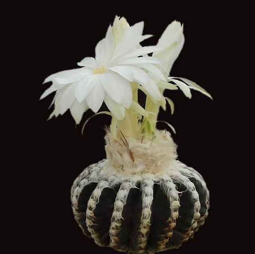 cactus, blanco, macro, flor fondo de pantalla
