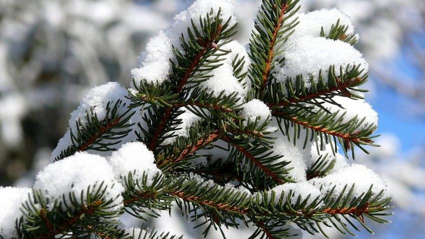 Spruce in snow, winter, spruce, , fir, branch, leaves, snow, nature, leaf, , twigs HD wallpaper