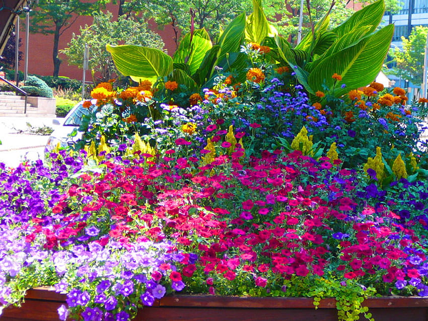 the-colors-of-summer, warna, musim panas, alam, bunga Wallpaper HD