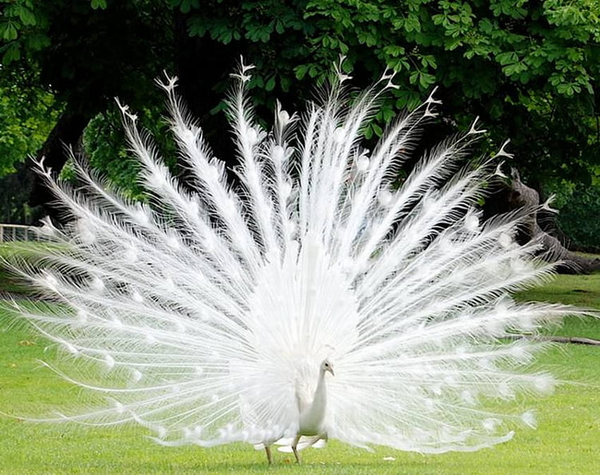 สีขาว นกยูง สีสัน นก สัตว์ วอลล์เปเปอร์ HD