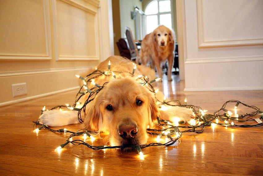 Köpekler hayatınızı aydınlatır, hafif ip, iki, golden retriever, doge, ev, sarılmış HD duvar kağıdı