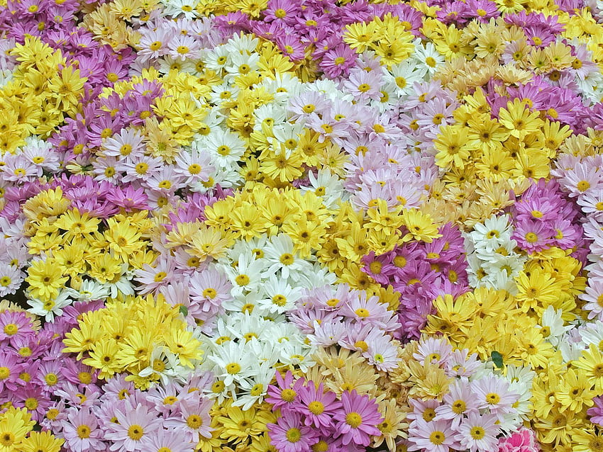 Flowers, Background, Pink, Violet, Field, Daisies HD wallpaper
