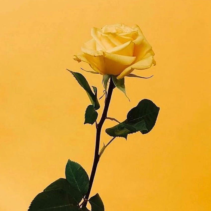 Buhle Samuels on Instagram: “Singular Beauty like no other! That, Yellow Rose Aesthetic HD phone wallpaper