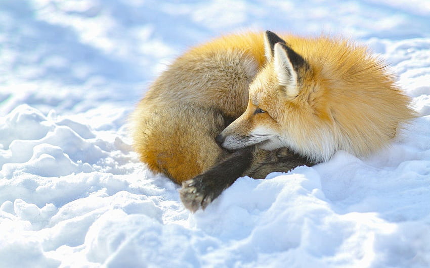 Animals, Snow, Fox, Lie, To Lie Down HD wallpaper