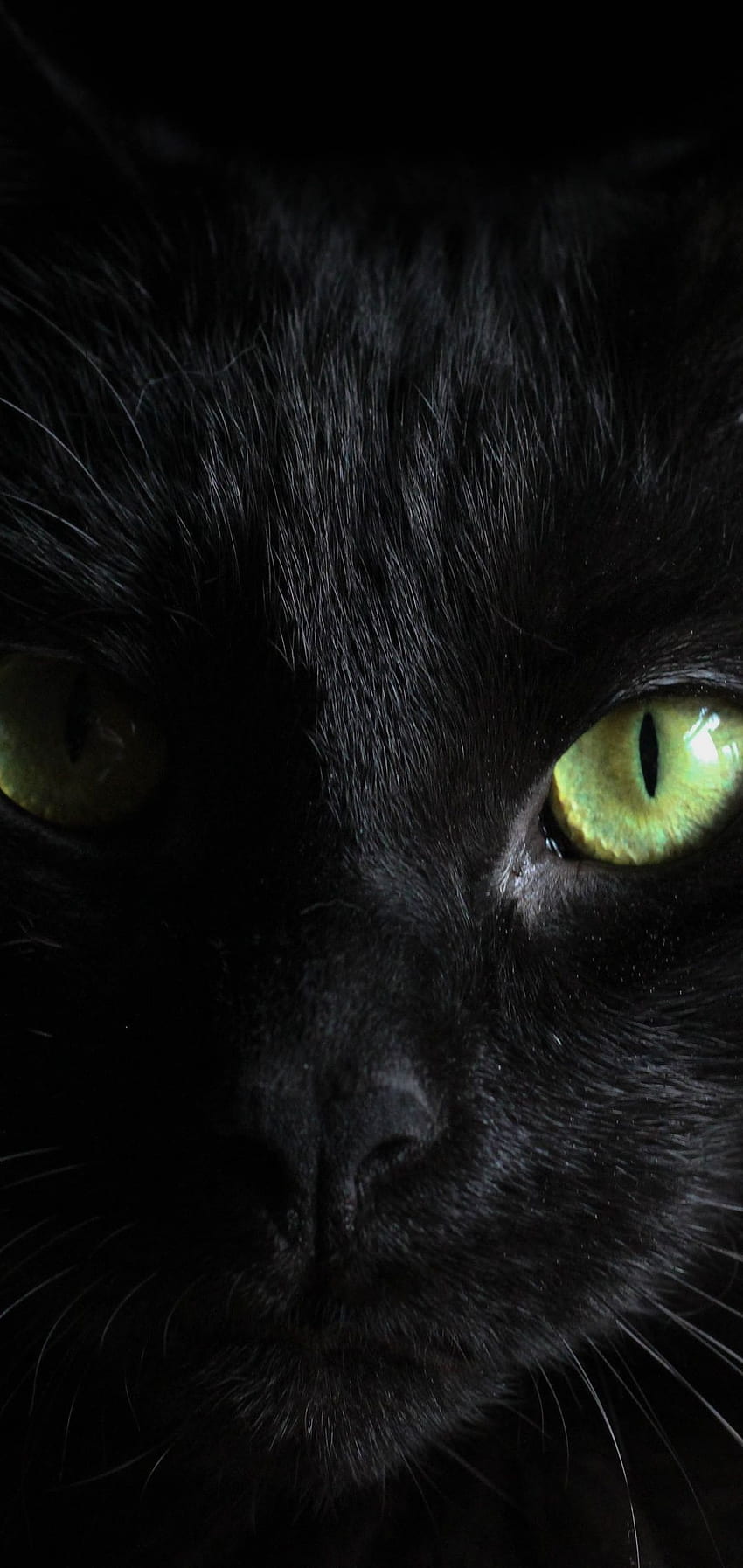 Black Cat Green Eyes One Plus 6, Huawei p20, Honor view 10, Vivo y85, Oppo f7, Xiaomi Mi A2 , , Background, and , Black Cat with Green Eyes HD phone wallpaper