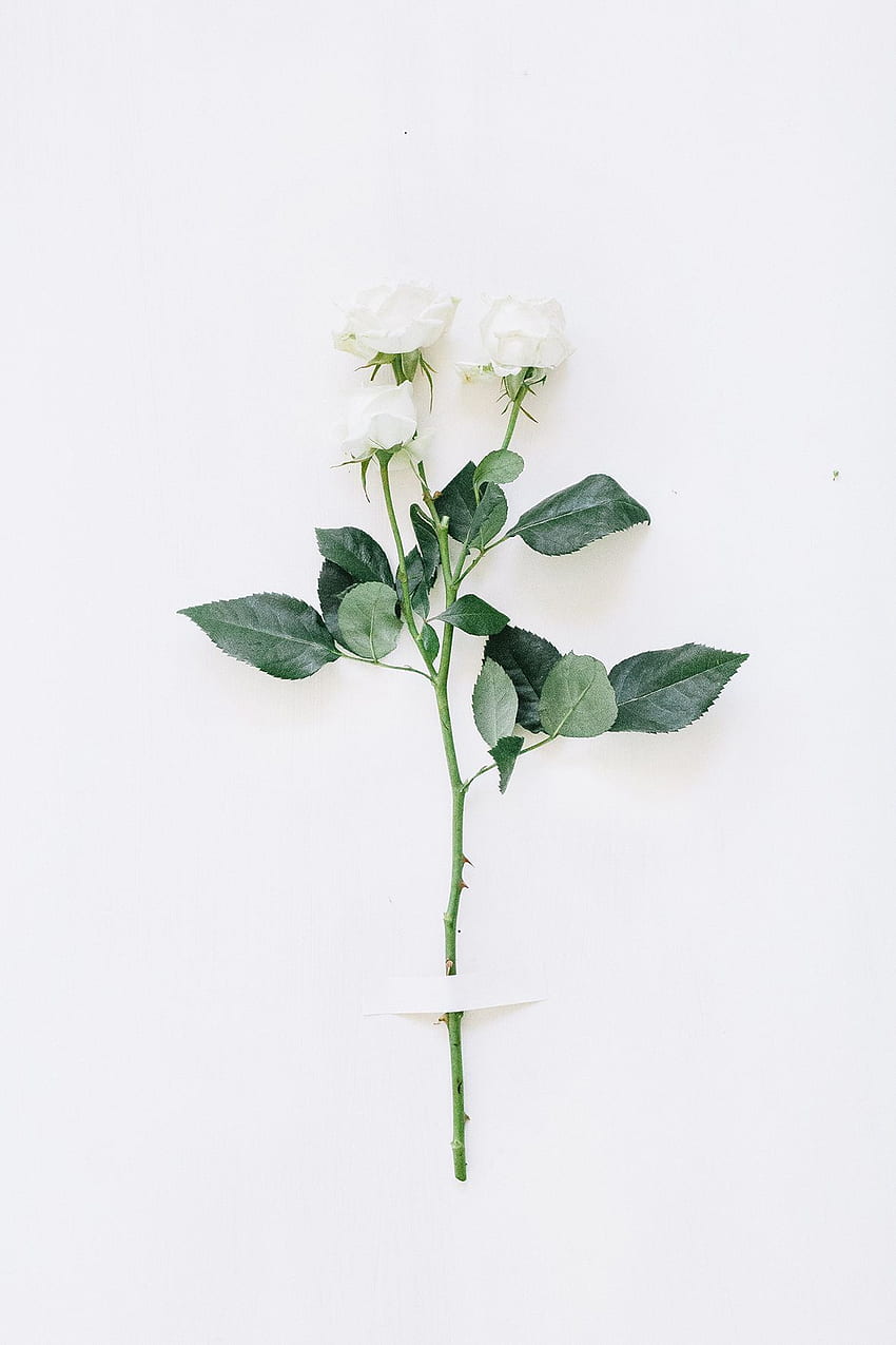 Result for single flower taped to wall, Single Aesthetic HD phone wallpaper  | Pxfuel