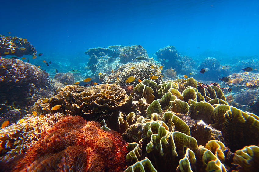 Lobo Batangas Marine Biodiversity - - - Tip HD wallpaper