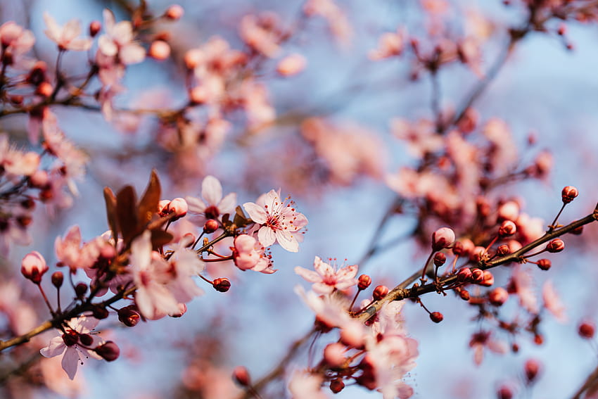 156,Best Cherry Tree Stock & · 100% Royalty s, Japanese Sakura Tree HD wallpaper