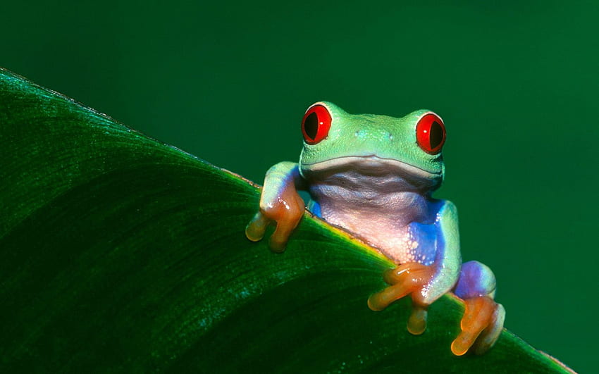 Red Eyed Tree Frog . Background . HD wallpaper