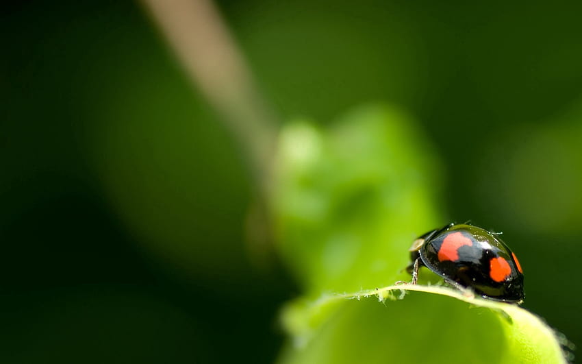 Macro, Surface, Sheet, Leaf, Ladybug, Ladybird, Unusual HD wallpaper