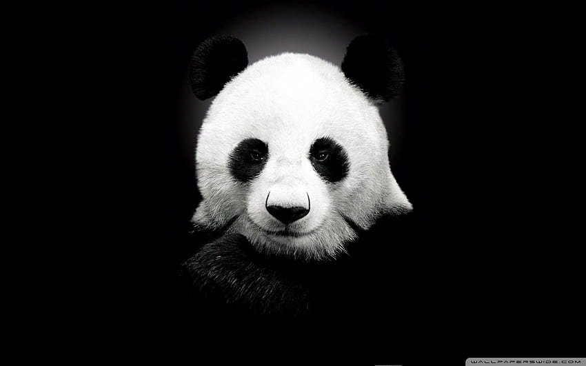 Мечка панда, малка сладка анимационна панда HD тапет