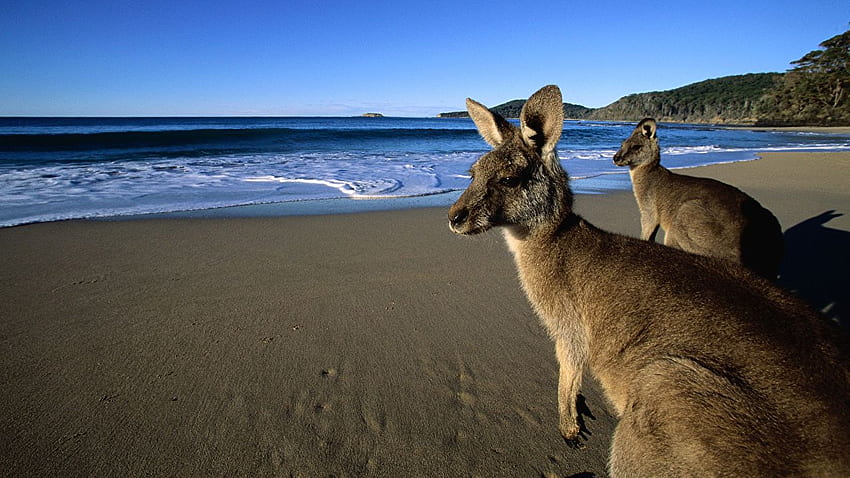 Kangaroo Eastern Grey Kangaroos on the Beach, Beach Animal HD wallpaper