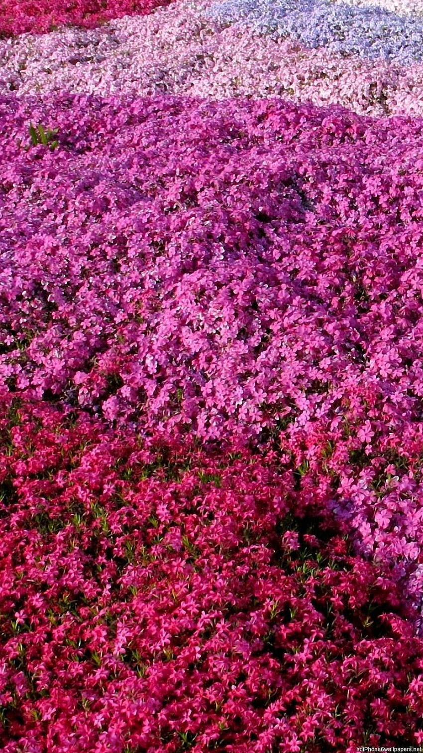 beautiful flowers pattern iPhone 6 and 6 Plus, Rose Pattern HD phone wallpaper