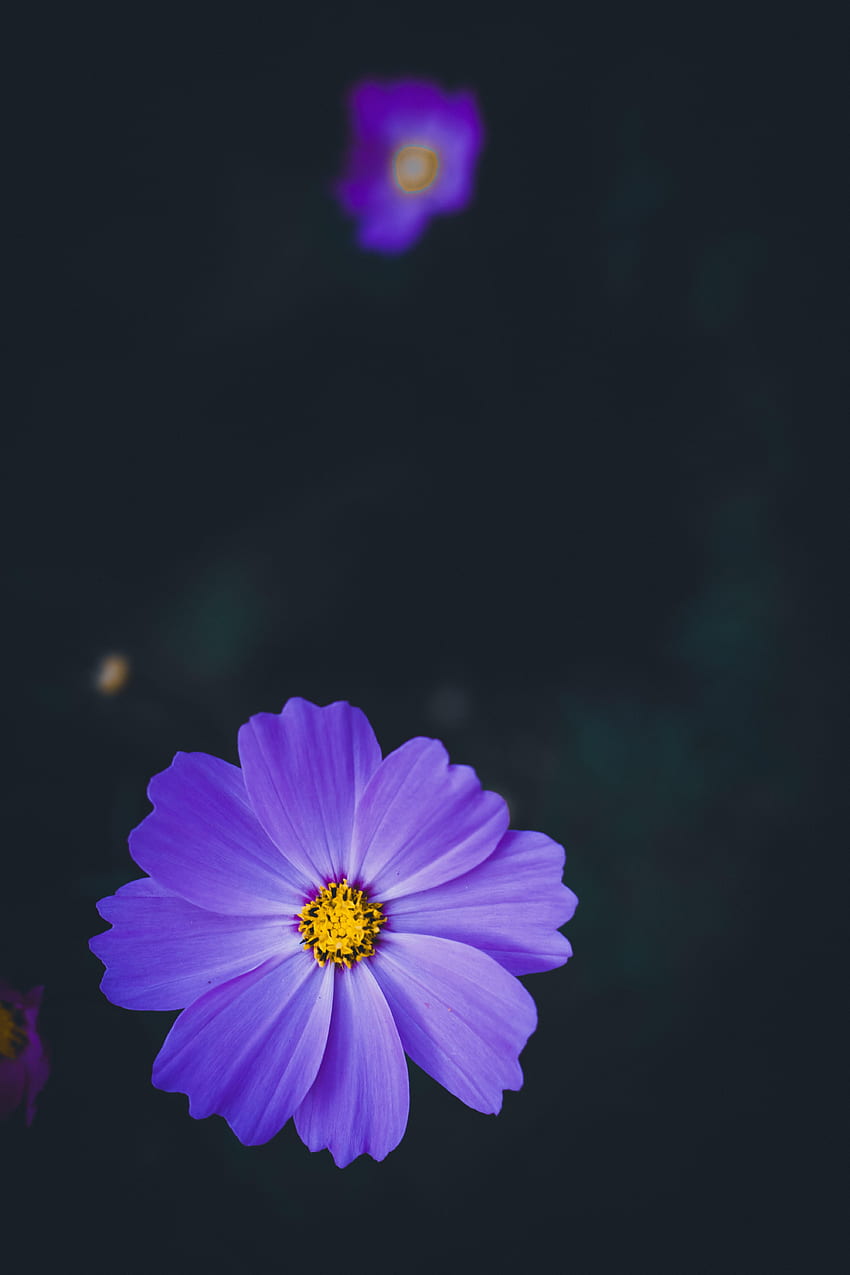 Flowers, Lilac, Flower, Macro, Blur, Smooth, Kosmeya, Cosmos HD phone wallpaper