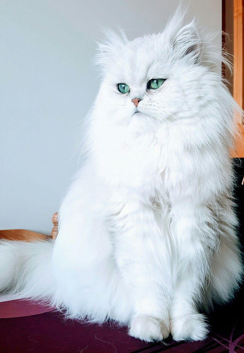 Моят невероятен персийски принц. Персийска котка бяла, Котки, Бели котки HD тапет за телефон