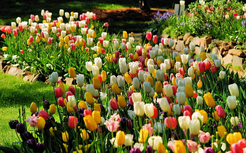 tulipani, giardino, fiori, carino Sfondo HD