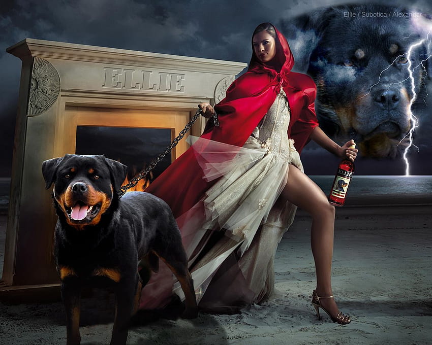 Rottweiler, Angry Rottweiler HD wallpaper