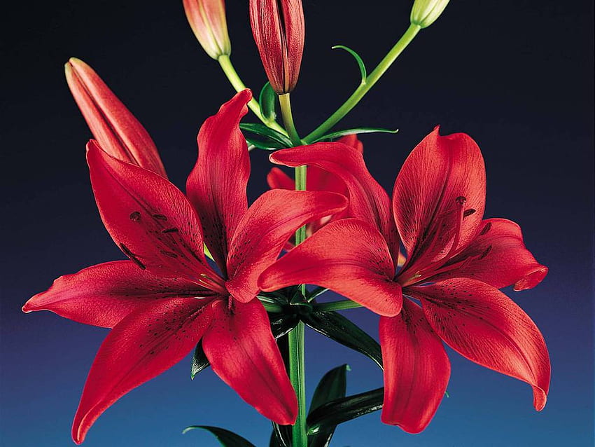 red lilies flowers red lilies flowers red lilies [] for your , Mobile & Tablet. Explore Lilies . Lily Flower , Water Lily Border HD wallpaper