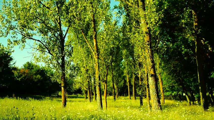 Grove,woods forest, trees background, green nature landscape,august, pan Stock Video Footage - VideoBlocks HD wallpaper